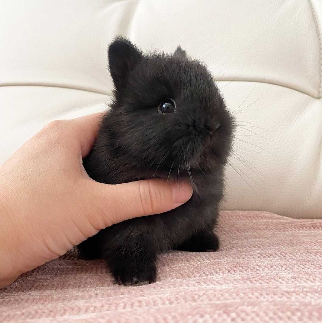 KIT Coelhos anões teddy e mini holandês muito dóceis