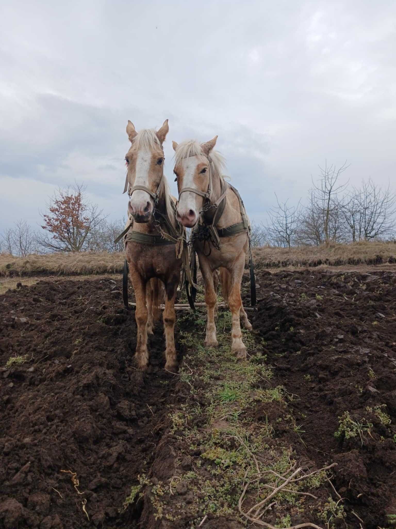 Продам коні  деталі за телефоном.