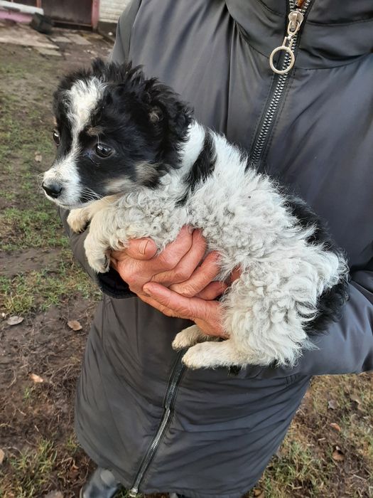 Вiддам чудове цуценятко