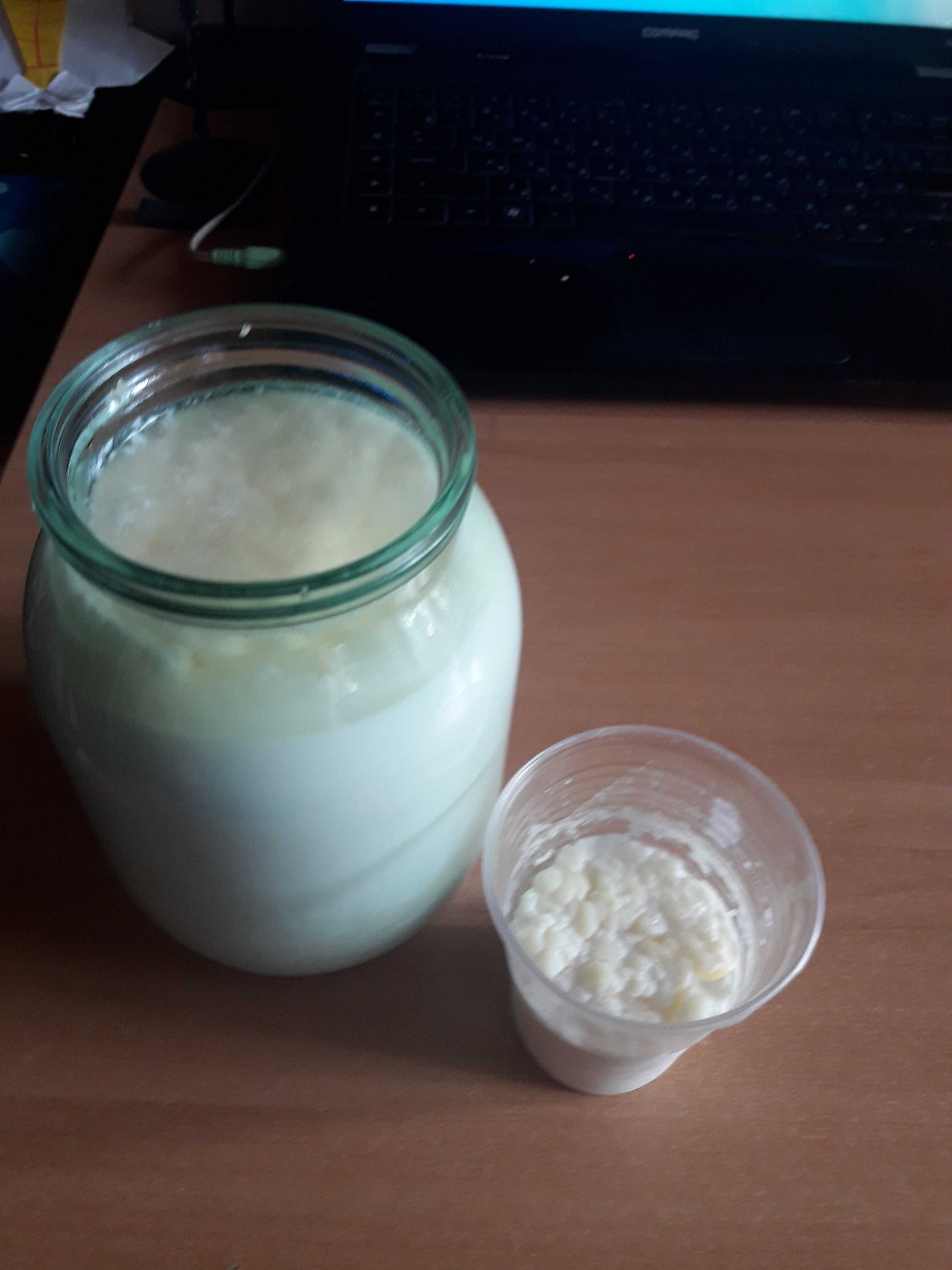 Продам тибетский молочный гриб.