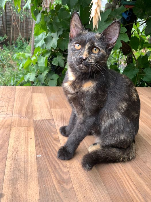 Кішечки черепашки . 5 місяців. По Дніпру і області.