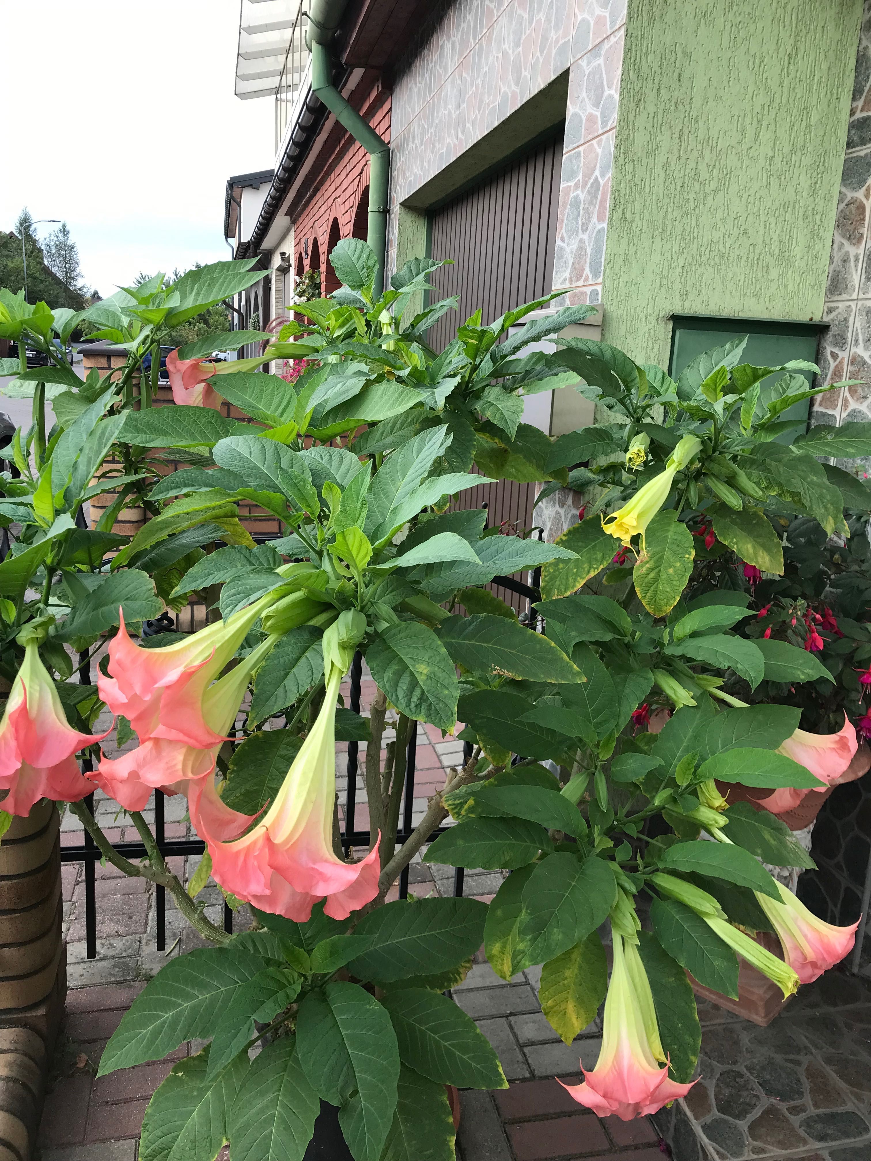 Datura wieloletni kwitnący kwiat ogrodowy balkonowy