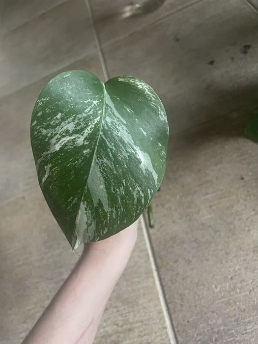 Монстера альба зріз