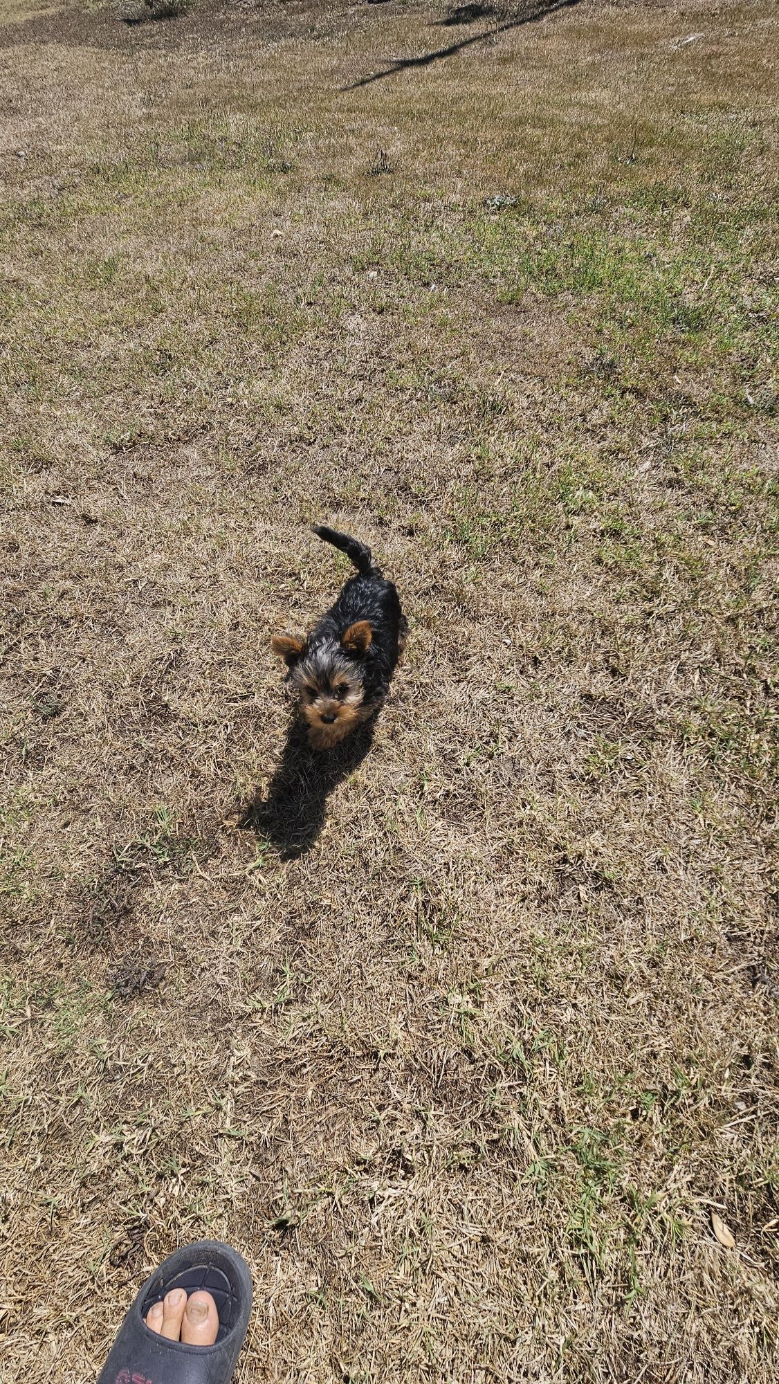 Yorkhire terrier macho
