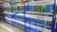 Аквариумные рыбки, аквариумы, оборудование, корма, растения в аквариум