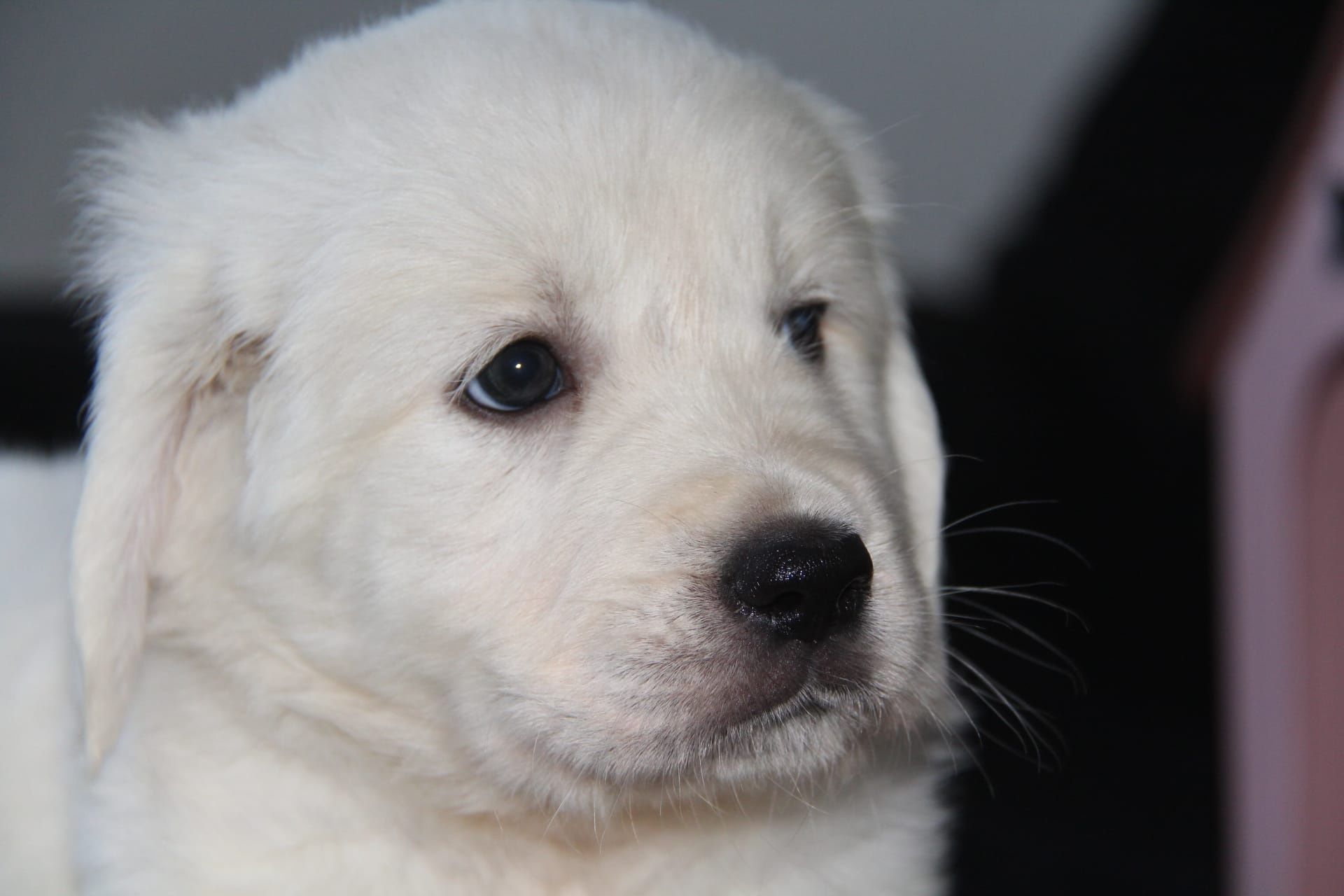 Cachorro Golden Retriever