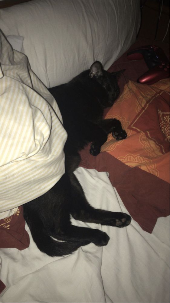 Gato para adoção responsável