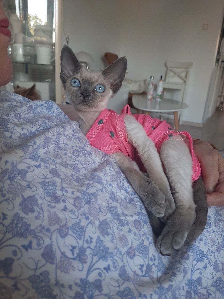 Chloe Contento piękna dziewczynka Devon Rex