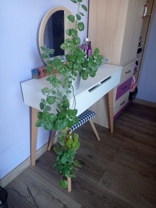 Ogromna mięta meksykańska