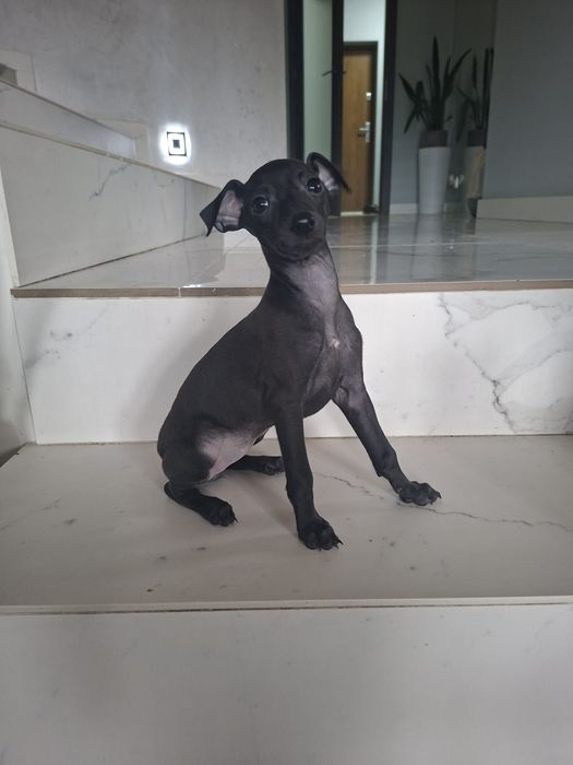 Charcik włoski- suczka