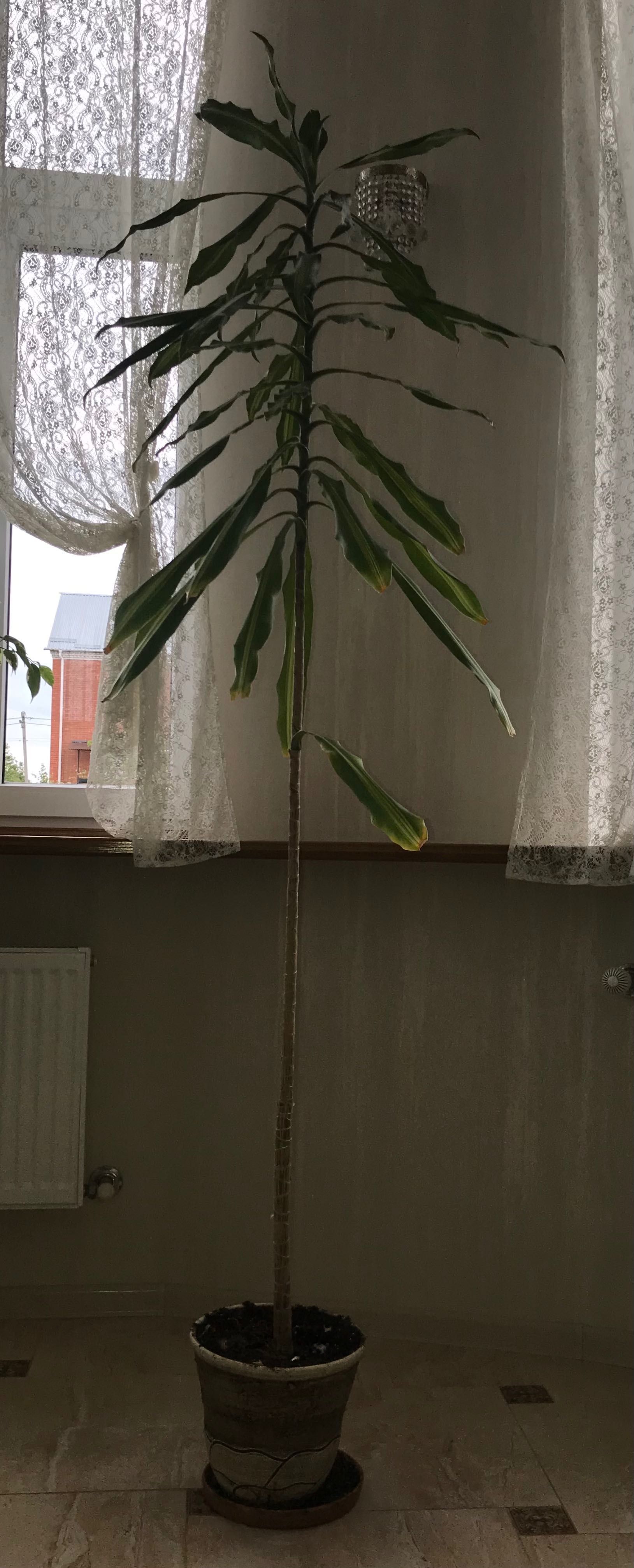 Кімнатна рослина Драцена фрагранс коаст в вазоні