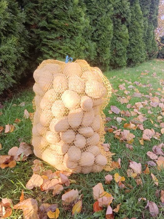 Ziemniaki jadalne Owacja