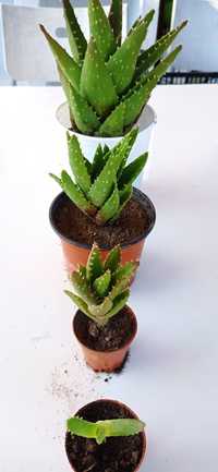 Aloe Nobilis em vaso
