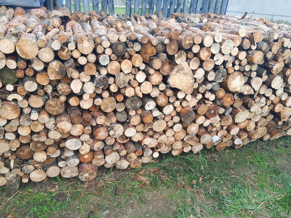 Drzewo sosna 150zł