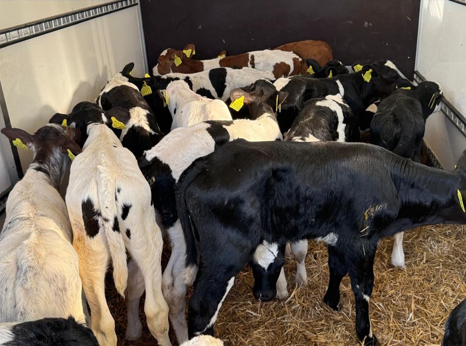 Sprzedam byczki jałoszki polskie