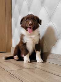 Border Collie piesek