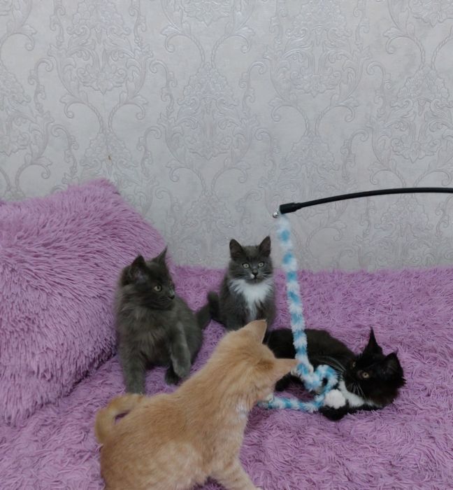 Віддамо грайливих кошенят