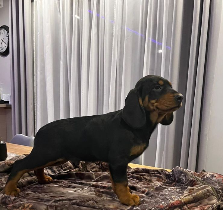 Gończy Słowacki ZKWP