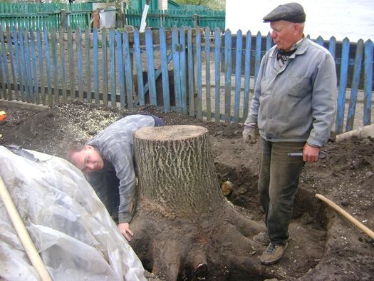 Обрезка аварийных веток. Дробление веток. Спил деревьев, пней.