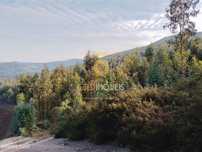 Terreno Florestal