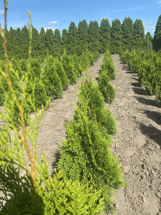 Tuje szmaragd kopane z zabezpieczonyj juta korzeniam