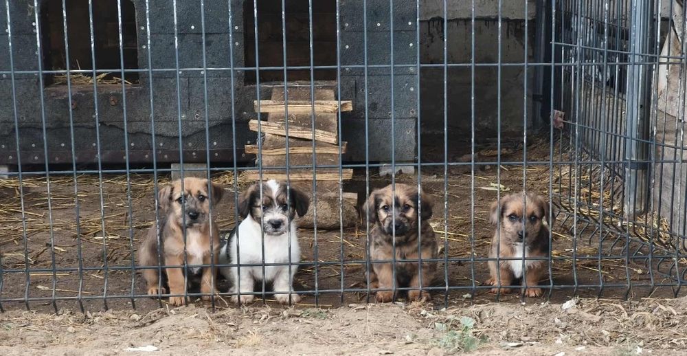 Na oddanie małe pieski