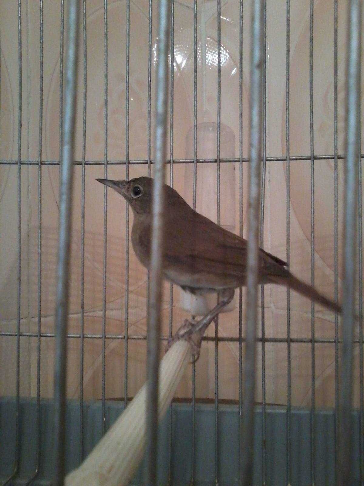 Casais de rouxinois do japão anilhados 2024/2025 outras aves