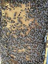 Терміново бджолосім'ї та бджолопакети  , лежаки