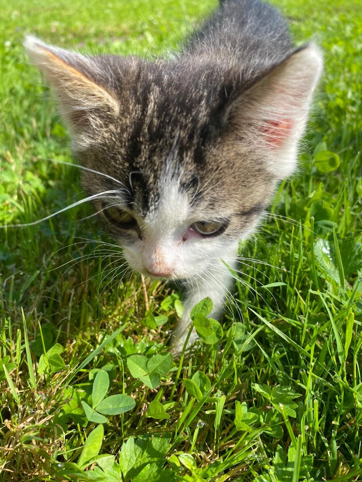 Kotek, kotek mały. Oddam w dobre ręce.