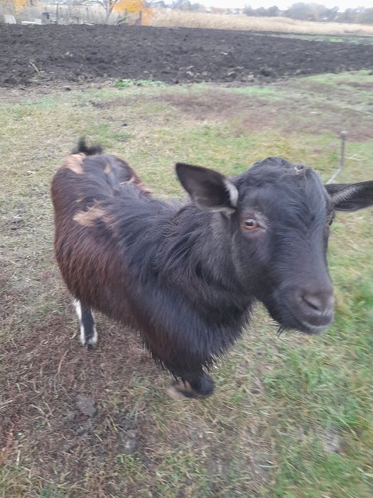 Продам козла,цапа