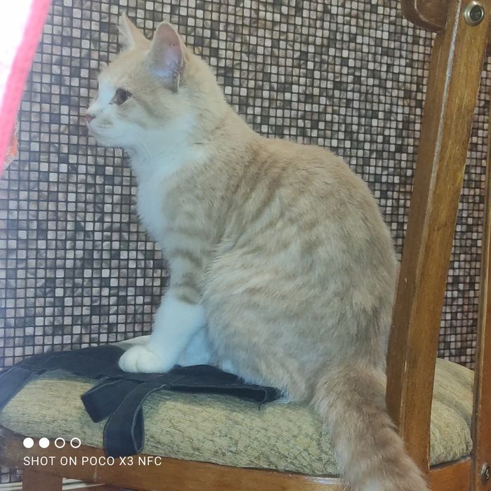 Віддам в добрі руки котик кіт