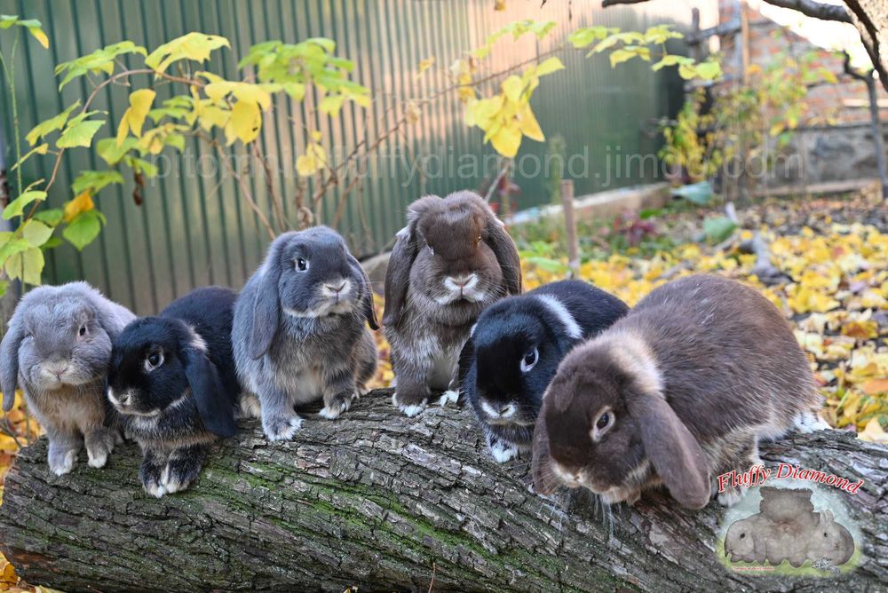 Карликкові кролики з розплідника "Fluffy Diamond" Висловухі та інші