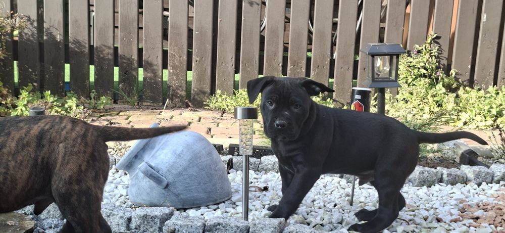 Piesek amstaff z dokumentami