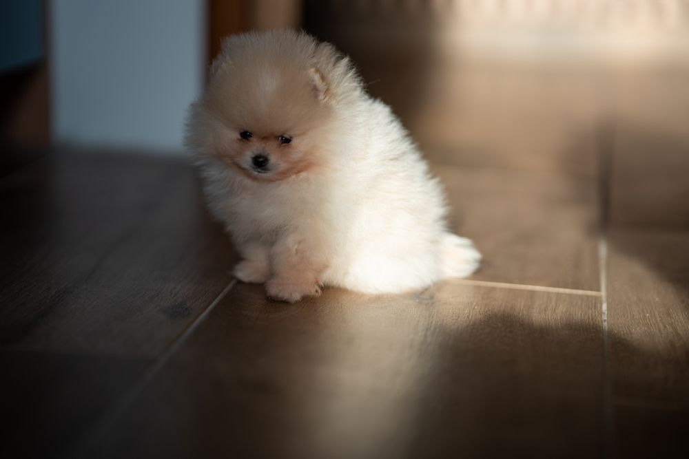 Szpic miniaturowy pomeranian