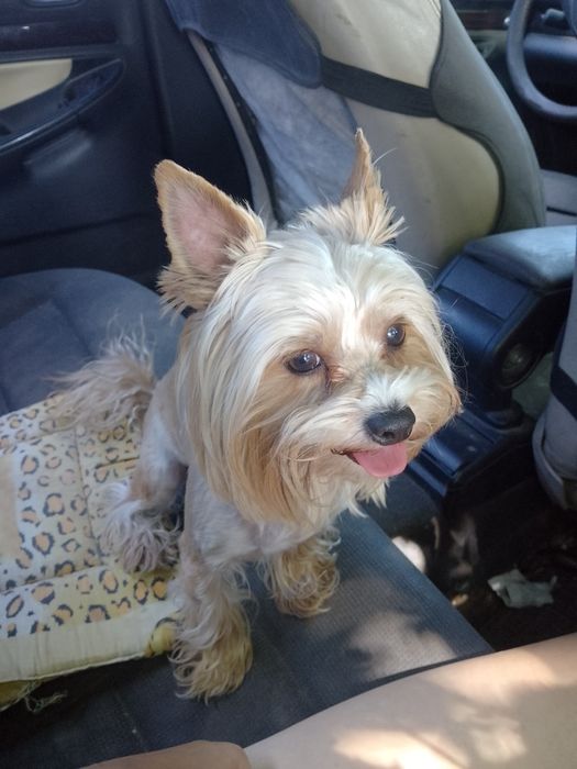 Хлопчик Йорк чекає наречену.