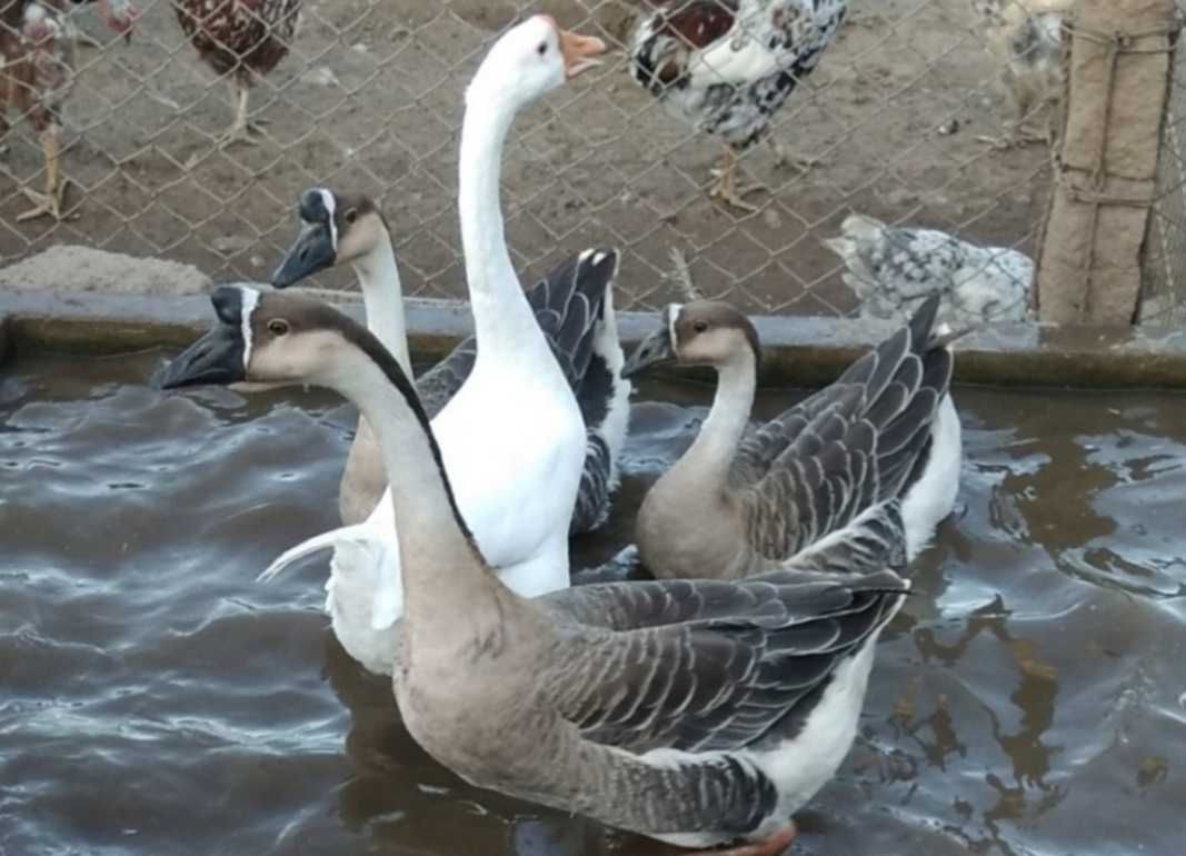 Gansos galinhas patos perus