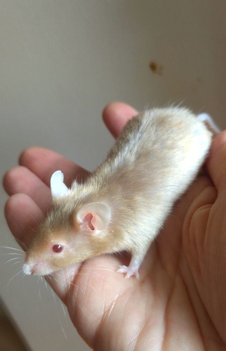 Блискуча атласна декоративна миша