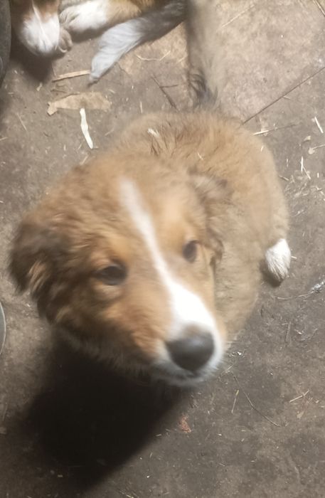 Oddam Szczeniaka , szczeniak,