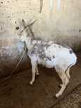 Burrinho anao malhado
