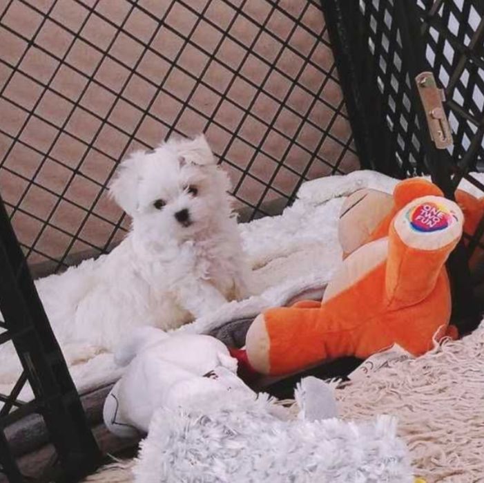 Maltańczyk szczenię