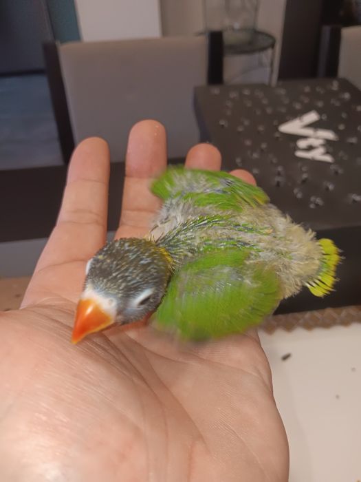 Personatas criados a mão