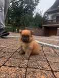szpic miniaturowy pomeranian