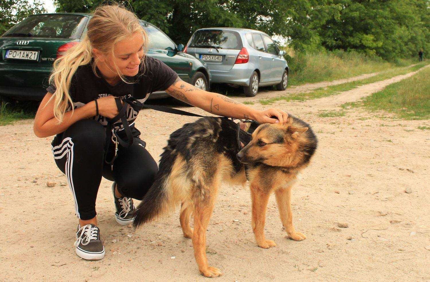 Tango - "Owczarek niemiecki miniatura"; zgodny z psami