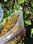 favo de mel  últimas  unidades eucalipto são multiflorados.  eucal