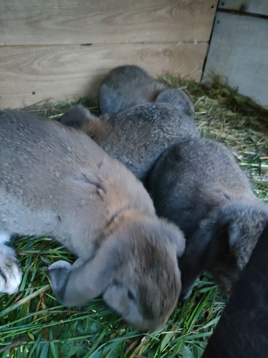 Sprzedam króliki barany francuskie kalifornijski i termonfzkie