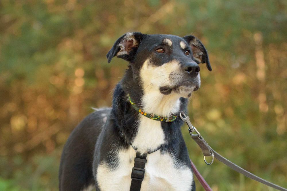 DEZRA - młodziutka, spora, trochę nieśmiała dziewczyna