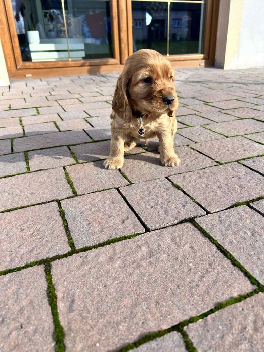 Cocker Spaniel Angielski- piesek