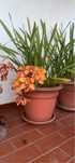 Mudas orquideas laranja