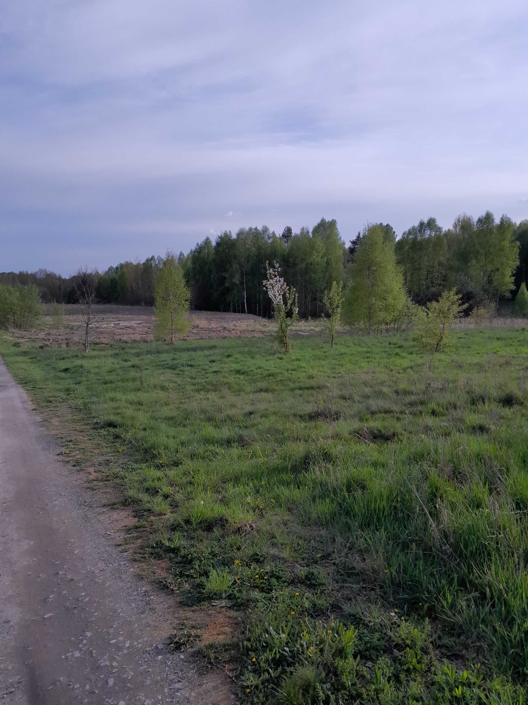 Działka budowlana pod lasem bez pośredników
