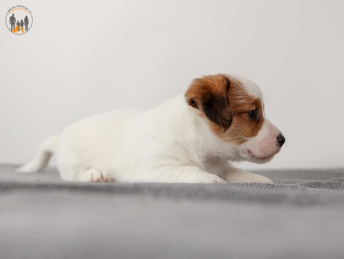 Jack Russell Terrier ZKwP FCI piesek